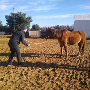 natural horsemanship